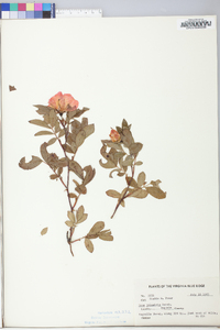 Rosa palustris image