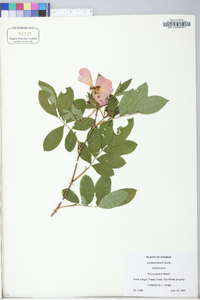 Rosa palustris image