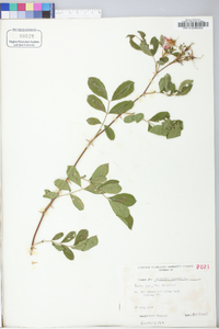 Rosa palustris image