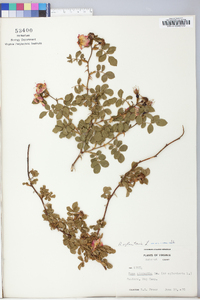 Rosa rubiginosa image