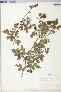 Rosa rubiginosa image