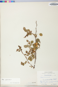 Rosa rubiginosa image