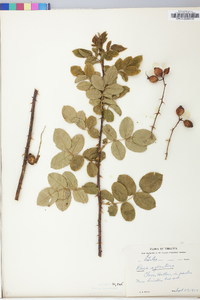 Rosa rubiginosa image