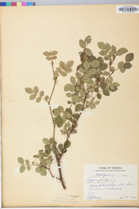 Rosa rubiginosa image