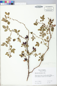 Rosa rubiginosa image