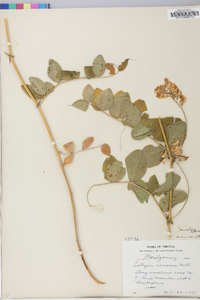 Lathyrus venosus image