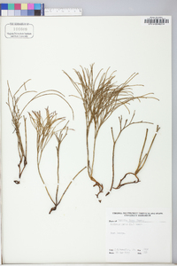 Psilotum nudum image