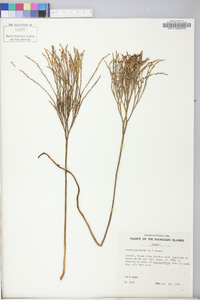 Psilotum nudum image