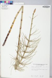 Equisetum fluviatile image