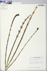 Equisetum fluviatile image