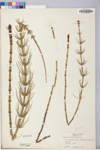 Equisetum fluviatile image