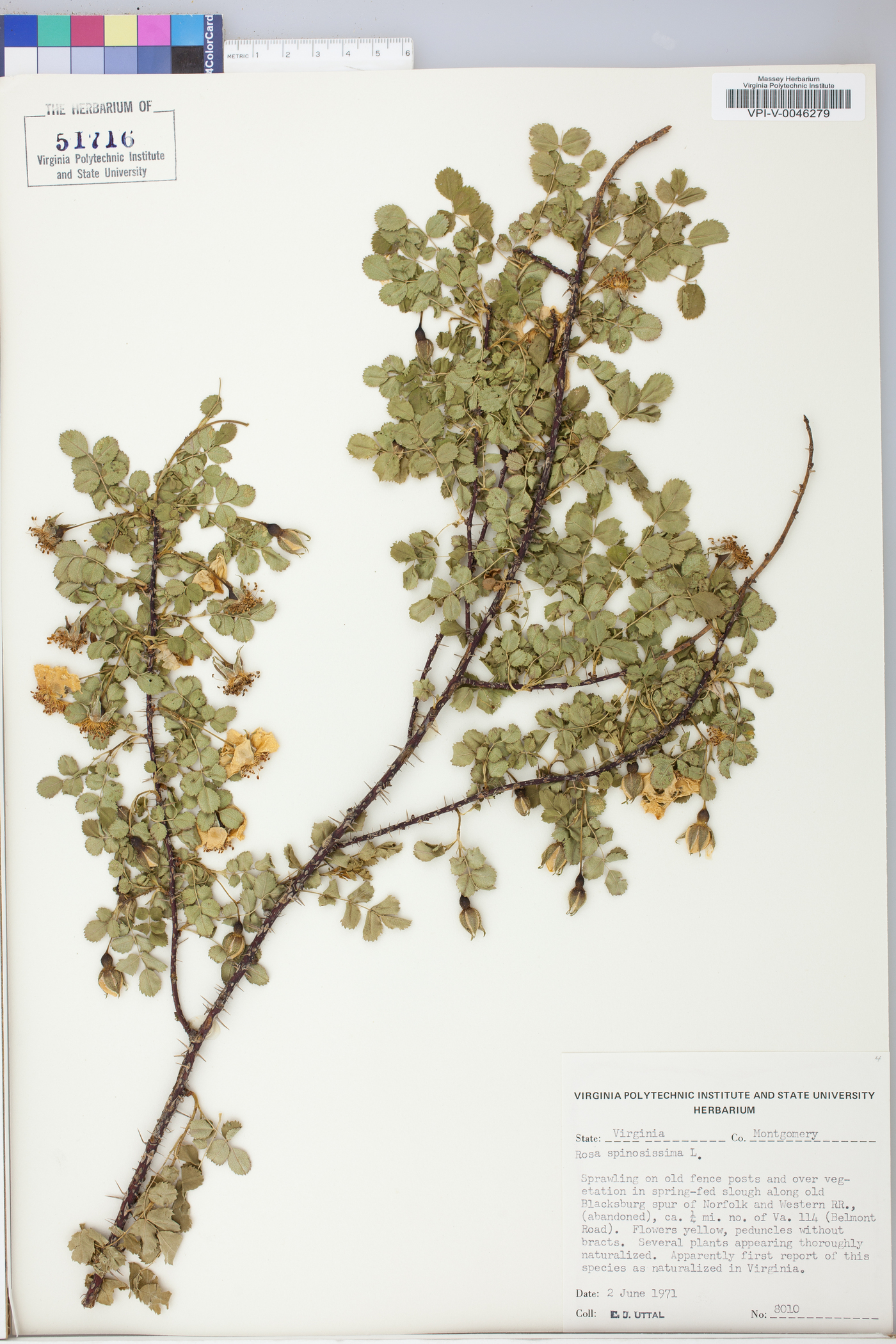 Rosa spinosissima image