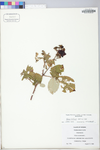 Rubus bifrons image