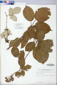 Rubus bifrons image