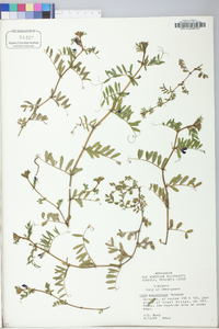 Vicia sativa subsp. nigra image