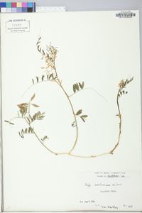 Vicia caroliniana image