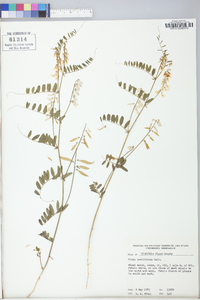 Vicia caroliniana image