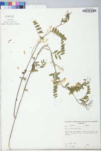 Vicia caroliniana image