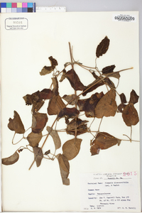 Clematis terniflora image