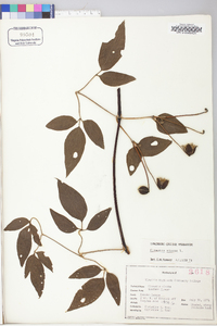 Clematis viorna image