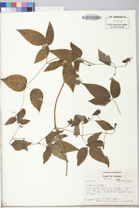 Clematis viorna image