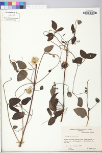 Clematis viorna image