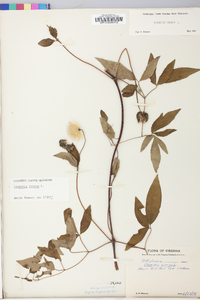 Clematis viorna image