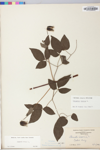 Clematis viorna image