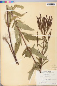 Verbena hastata image