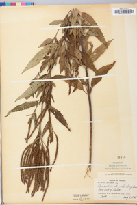 Verbena hastata image