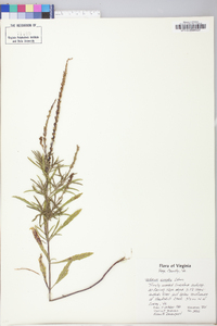 Verbena simplex image