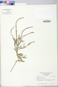 Verbena simplex image