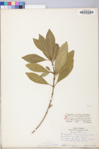 Osmanthus americana image