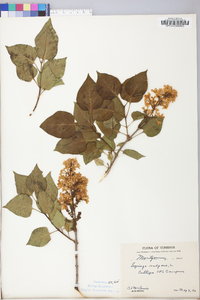 Syringa villosa image