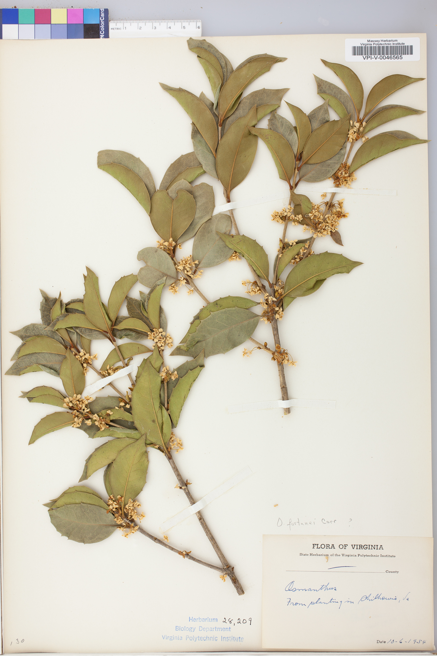 Osmanthus heterophyllus image