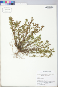 Polypremum procumbens image