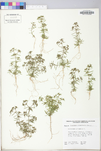 Polypremum procumbens image