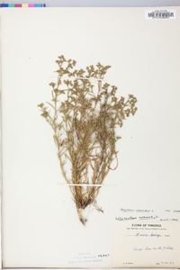 Polypremum procumbens image