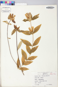 Gentiana clausa image