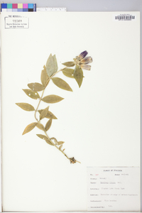 Gentiana clausa image