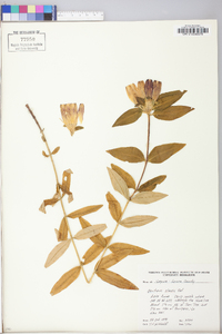 Gentiana clausa image