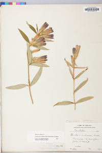 Gentiana saponaria image