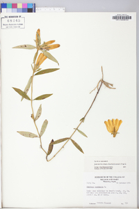 Gentiana saponaria image