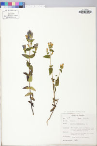 Gentiana quinqueflora image