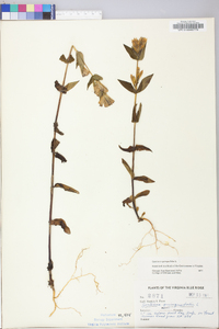 Gentiana quinqueflora image