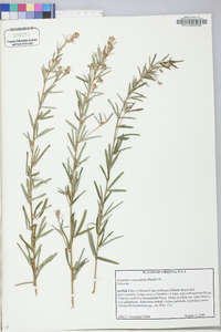 Lespedeza angustifolia image