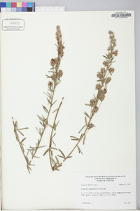 Lespedeza angustifolia image