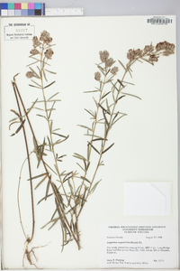 Lespedeza angustifolia image