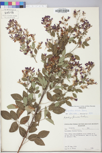 Lespedeza bicolor image