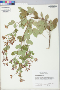 Lespedeza bicolor image